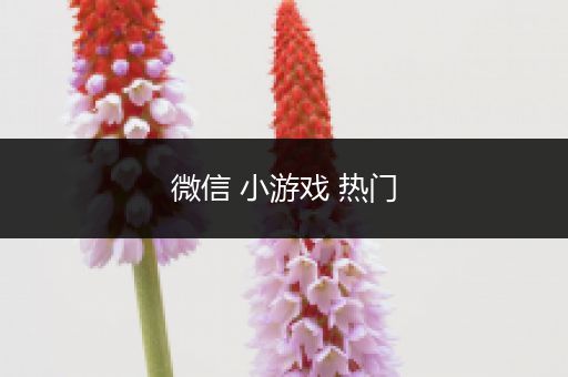 微信 小游戏 热门